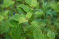 KosterÃ¢â¬â¢s curse also called Clidemia hirta, Clidemia hirta, soapbush, clidemia, senduduk bulu with a natural background.